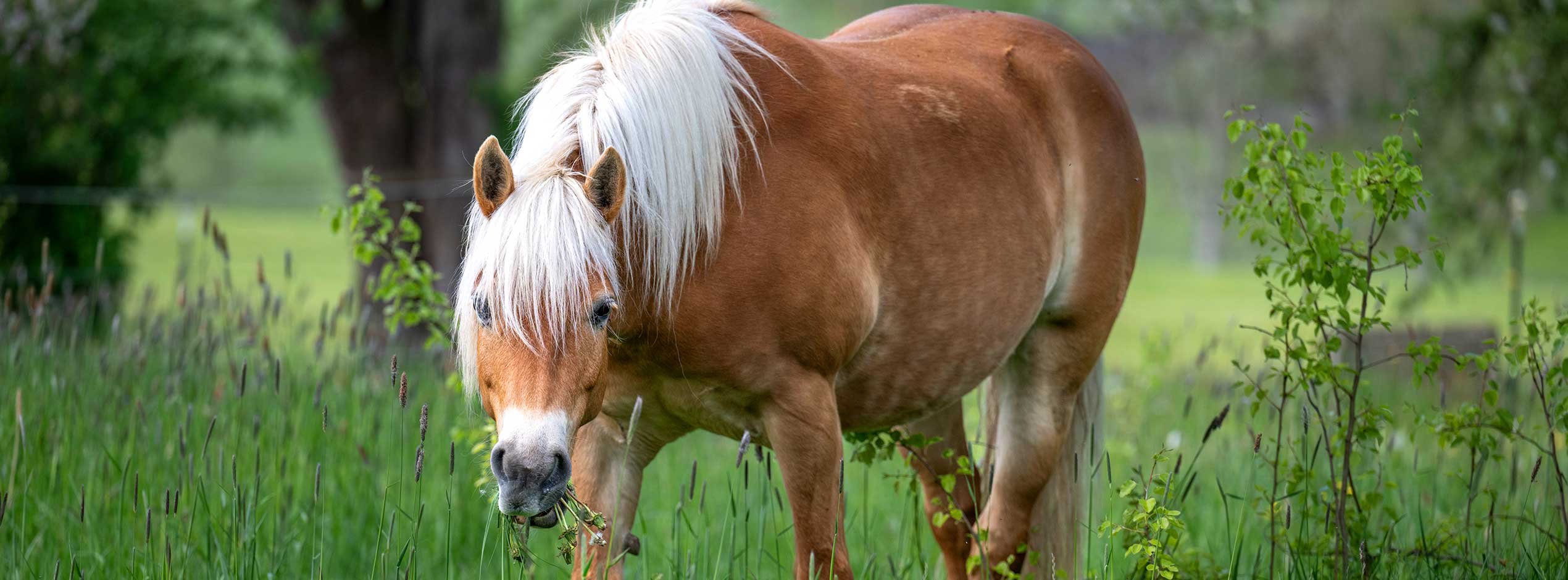 Haflinger unter Bäumen im Pferdehöfle Wolfegg